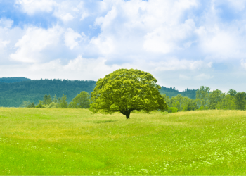 Sustainability Trends and ESG: Transforming Global Commodity Markets