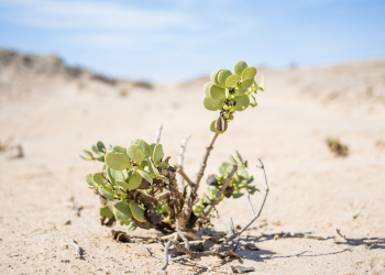 Adaptive Advantage: How Fortune 500 Leaders Can Outpace Market Disruptions